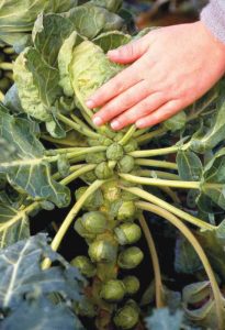 Brussels-Sprouts-Partial-Shade-jpg